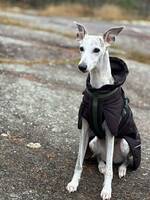 Whippet