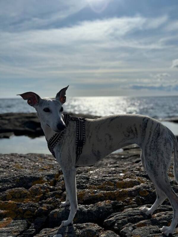 Hund - Whippet