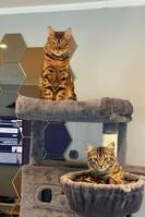 Two cats: Bengal (Ritchi) & Siberian kit