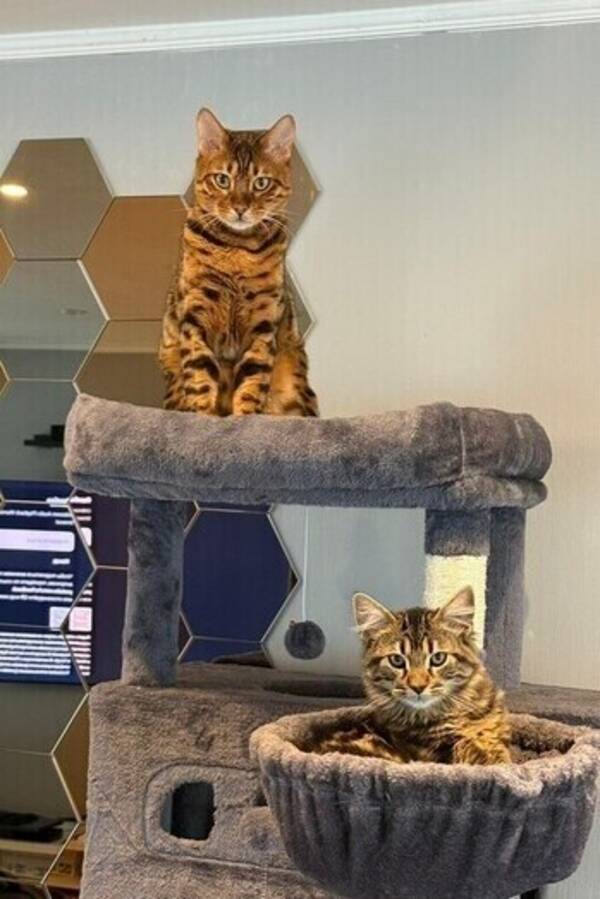 Katt - Two cats: Bengal (Ritchi) & Siberian kit