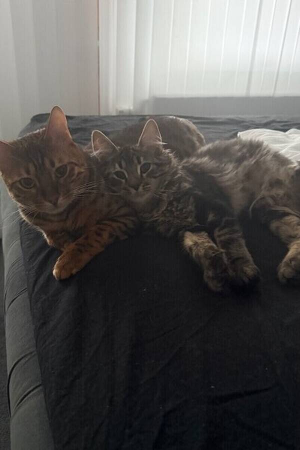 Katt - Two cats: Bengal (Ritchi) & Siberian kit