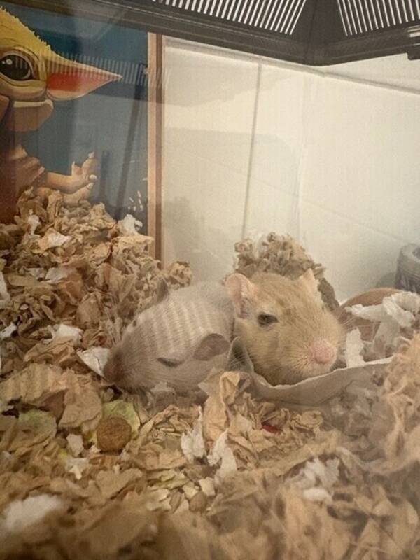 Övrigt - Apelsin och Winky 