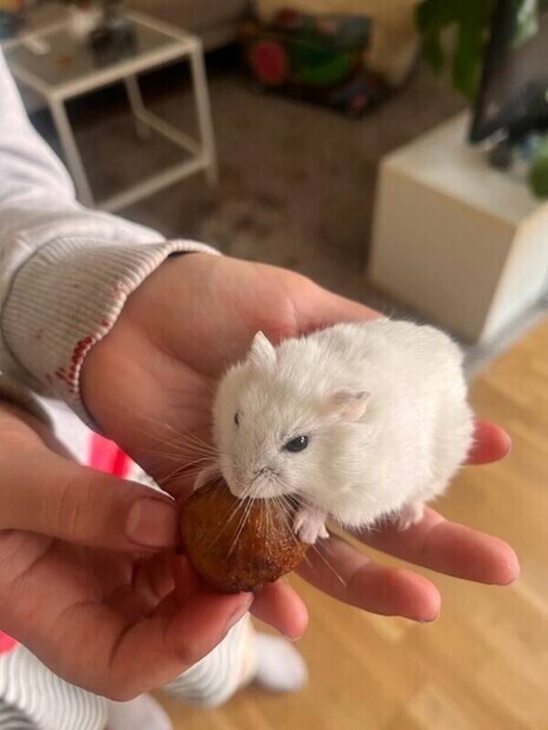 Övrigt - Vita dvärghamstrar