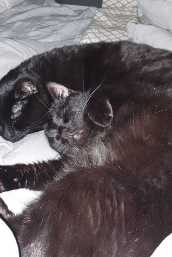 Katt - Zingo och Morris 