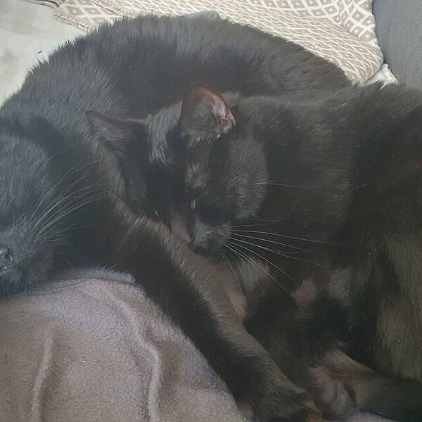 Katt - Zingo och Morris 