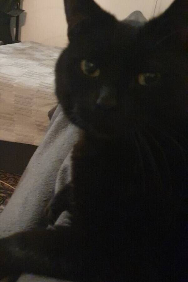 Katt - Zingo och Morris 