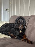 Gordon setter