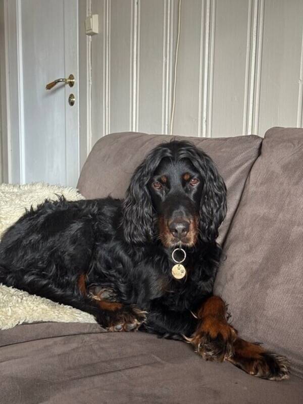 Hund - Gordon setter
