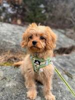Cavapoon Elvis