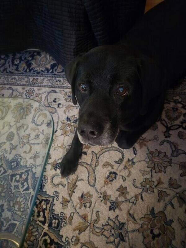 Hund - Labrador Kenzo 