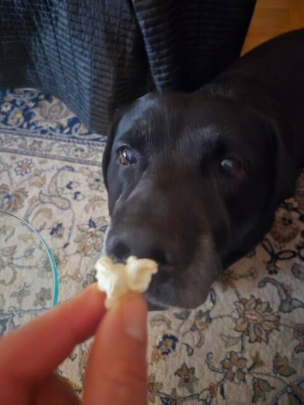 Hund - Labrador Kenzo 