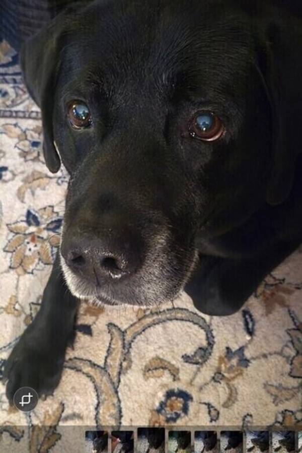 Hund - Labrador Kenzo 