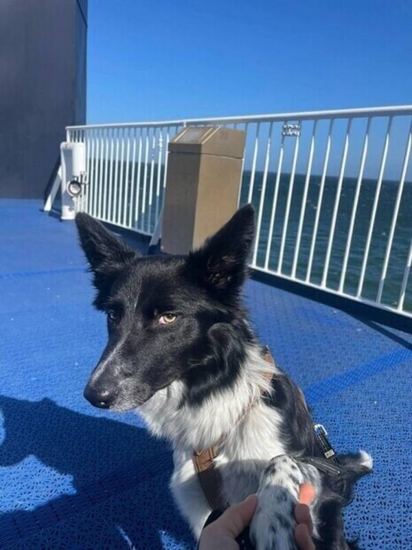 Hund - Bordercollie Kiwi