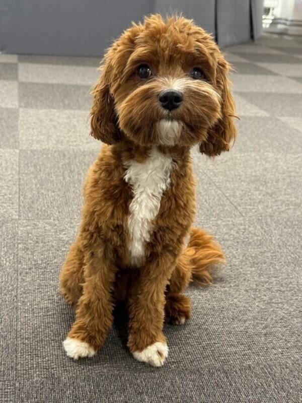 Hund - Cavapoon Ilse