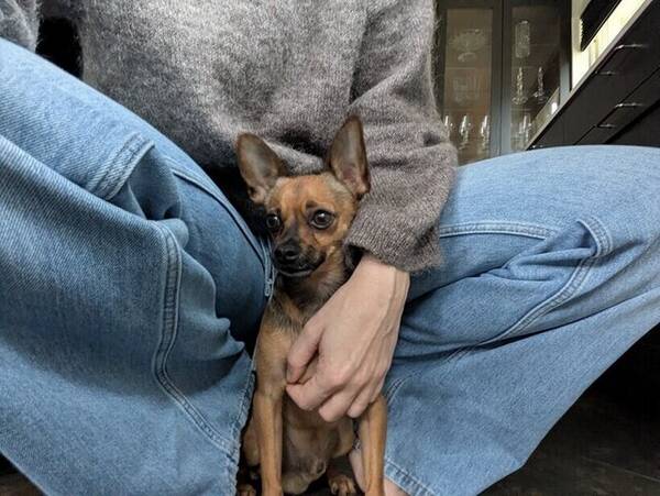 Hund - Liten hund/minihund