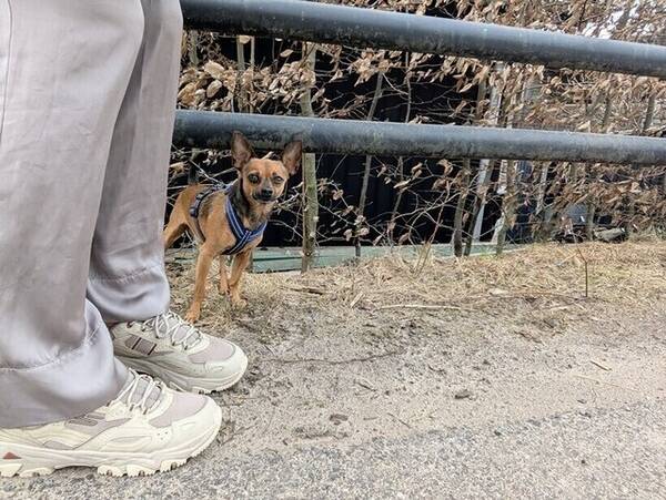 Hund - Liten hund/minihund