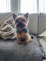 Yorkshireterriern Ozzy