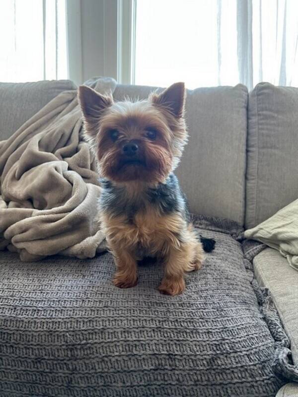 Hund - Yorkshireterriern Ozzy 