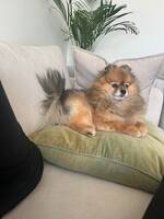 Pomeranian Arnold