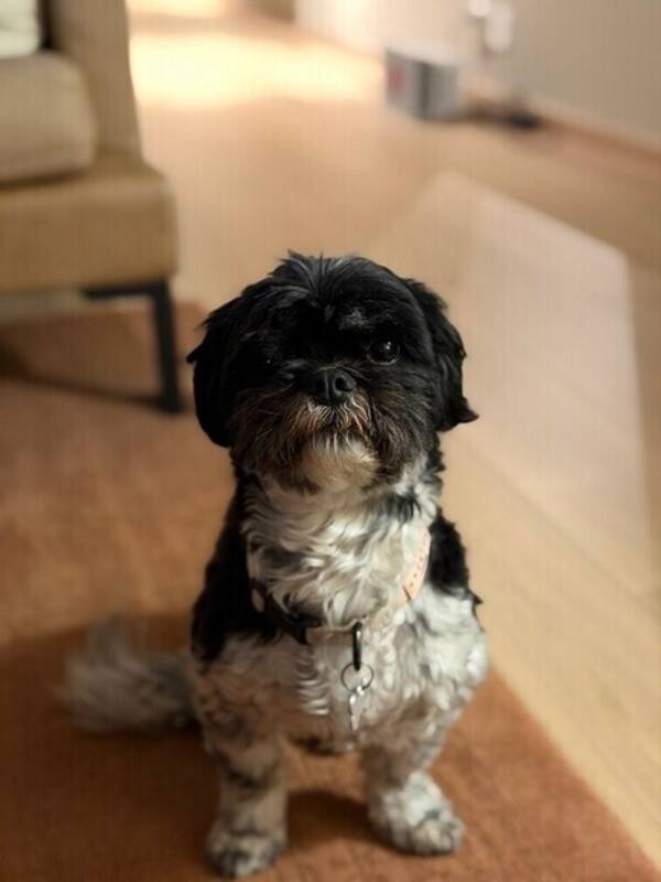 Hund - Malshi