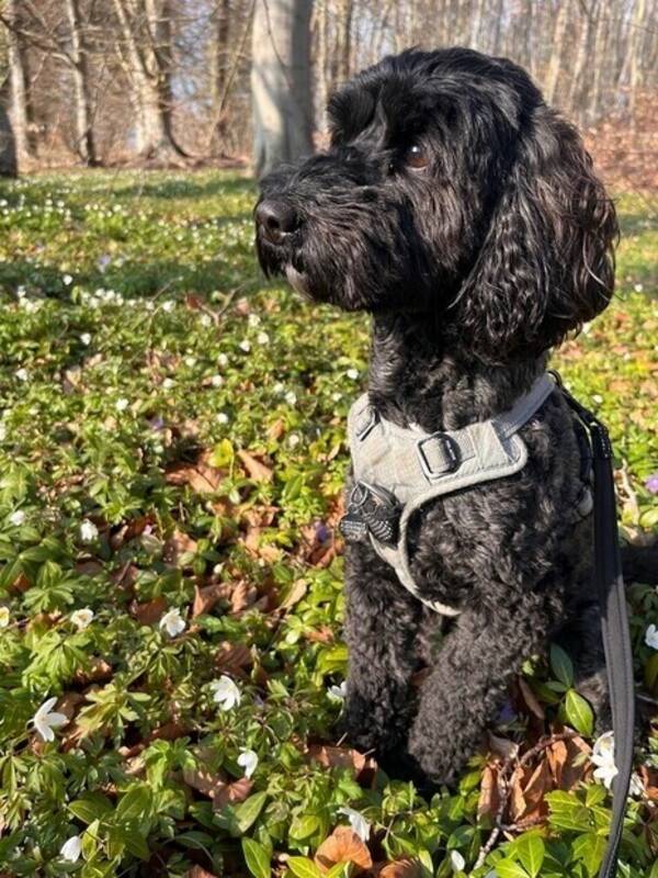 Hund - Australian Labradoodle, small