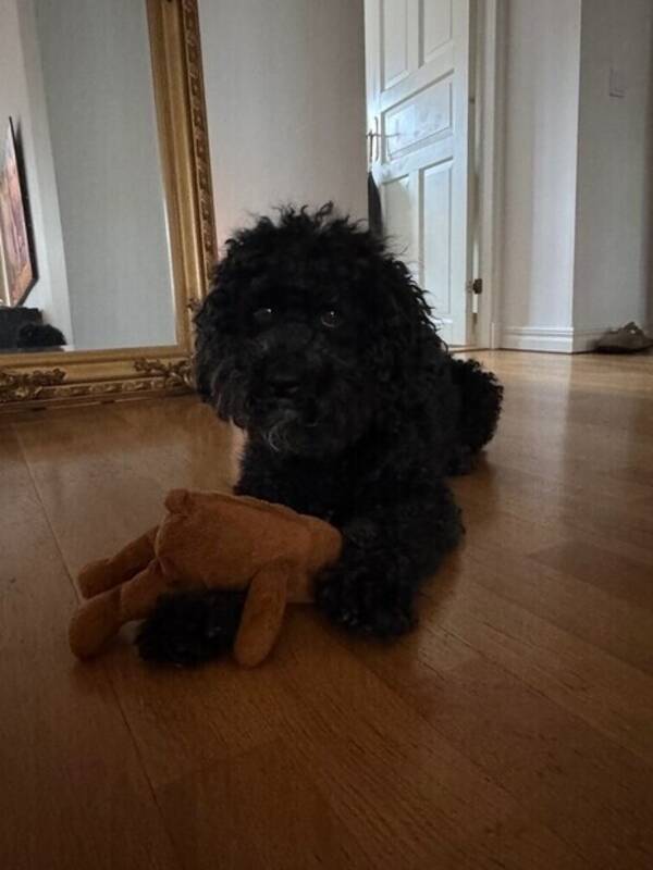 Hund - Blandrasen Chapman 