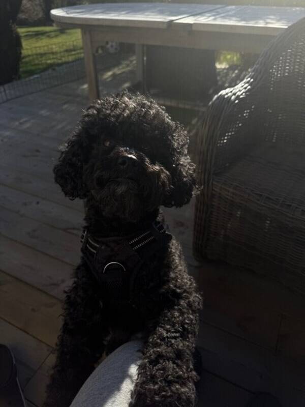 Hund - Blandrasen Chapman 