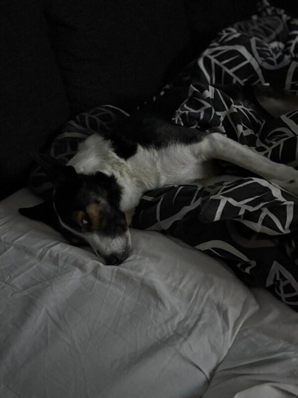 Hund - Bordercollien Queen