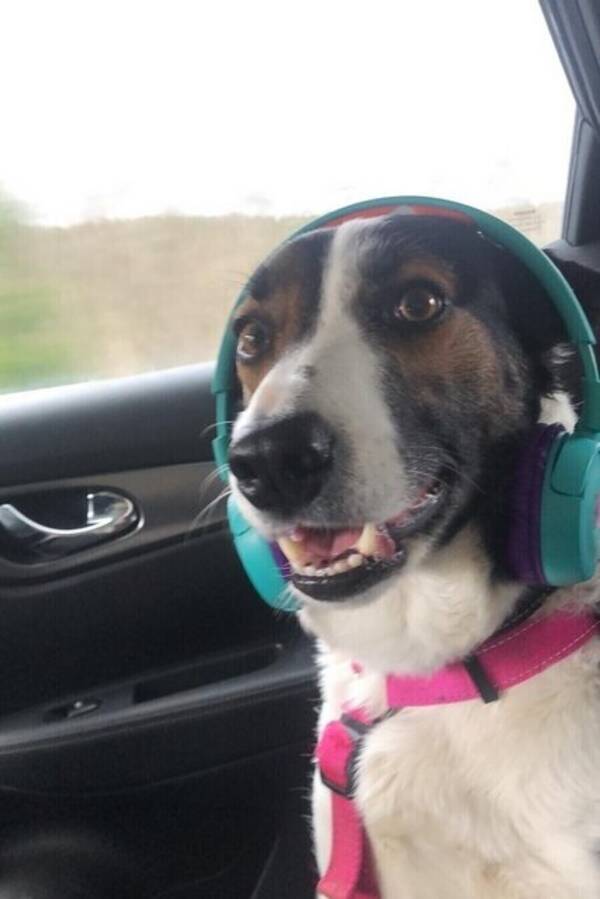 Hund - Bordercollien Queen