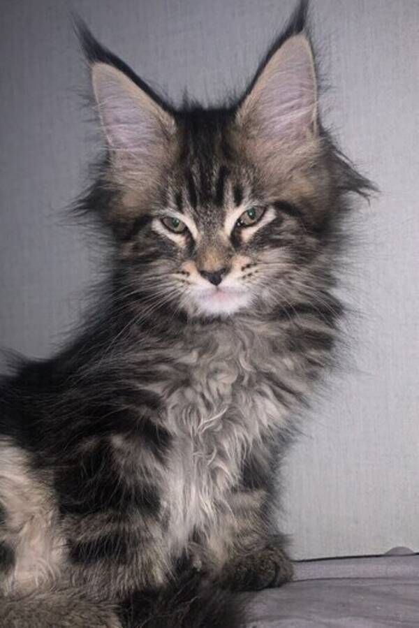 Katt - Kattunge Natta