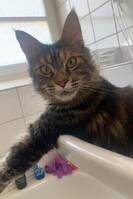 Katt Maine coon Kira