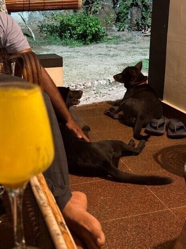 Hund - Enzo och Zack mina hundar i Indien