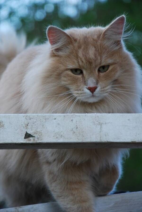 Katt - Sibiriska katten Findus!