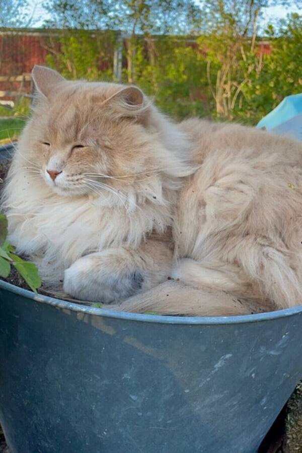 Katt - Sibiriska katten Findus!