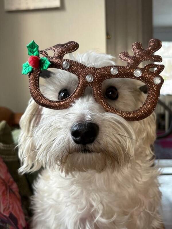 Hund - Hunden Sixten!