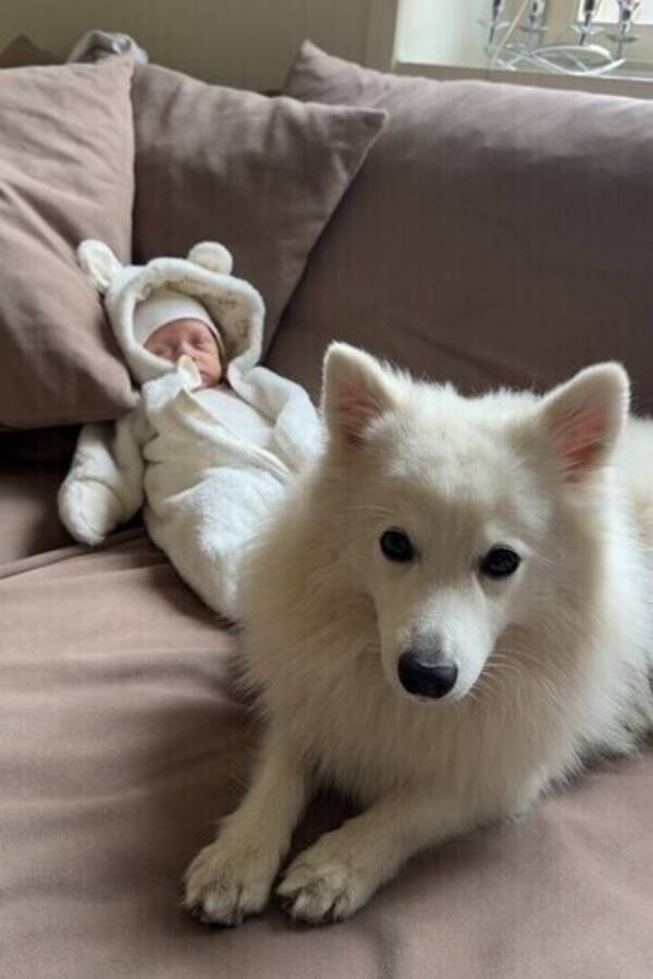 Hund - Japansk Spets