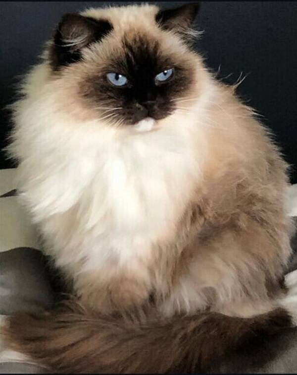 Katt - Ragdollkatt Svea 10 år