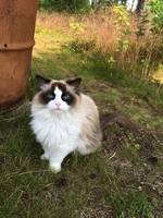 Ragdollkatt Selma 9 år 