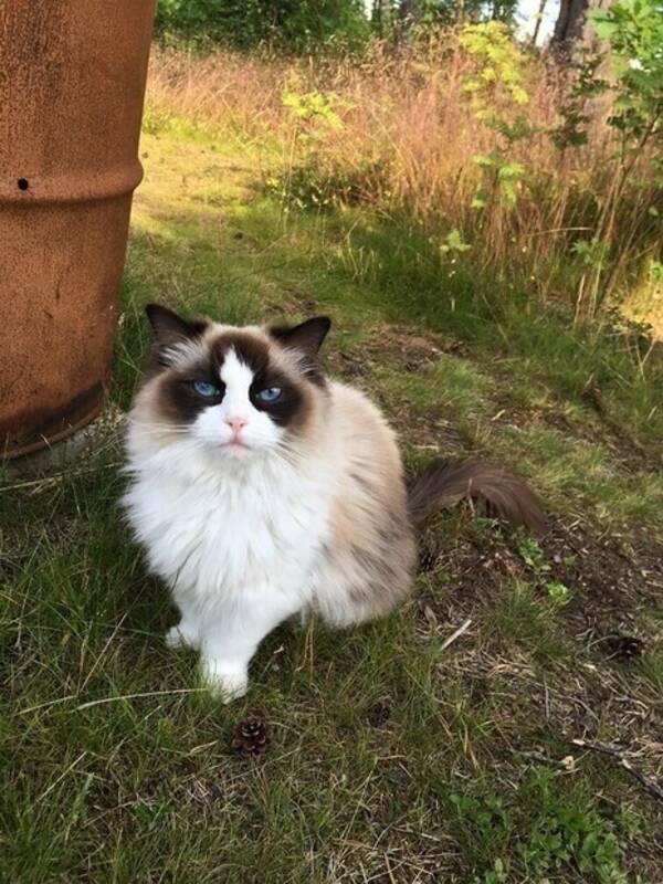 Katt - Ragdollkatt Selma 9 år 