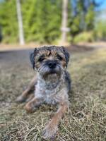 Borderterrier Wiola