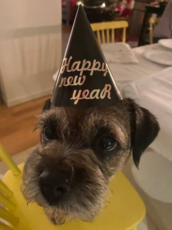 Hund - Borderterrier Wiola