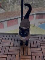 Min gulliga katt 🐱 