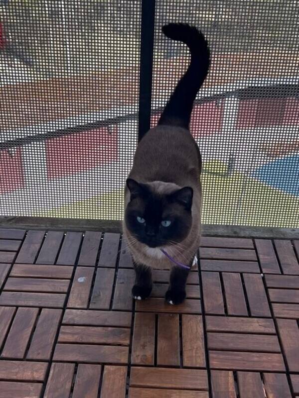Katt - Min gulliga katt 🐱 