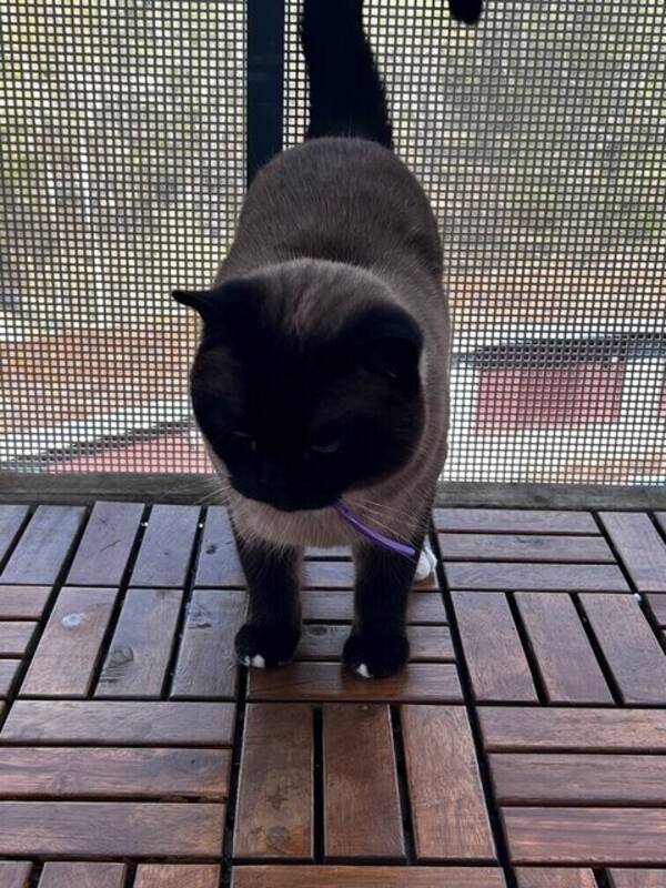 Katt - Min gulliga katt 🐱 