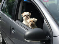 Shih-Tzu