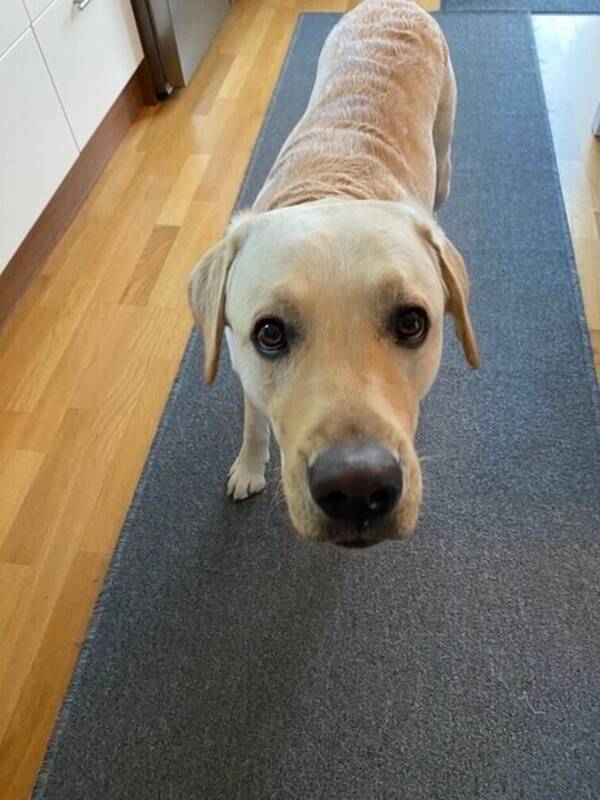 Hund - Gul labrador 