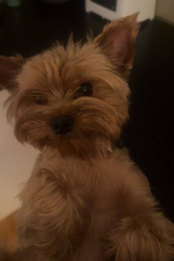 Hund - Yorkshireterrier 