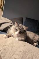 Katten Baloo