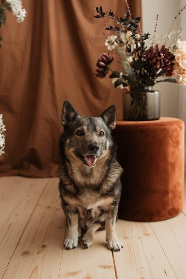 Hund - Västgötaspets