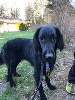 Snäll Flatcoated retriever 